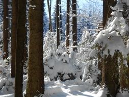 winter forest on a clear day