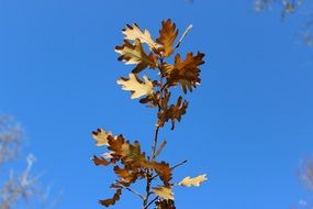 closeup scene of dry leaves and autumn sky