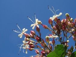 White and red flowers on the tree