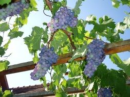 blue grapes harvest