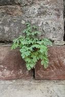 green plant grows from a stone wall