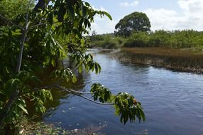 Wild river in green Forest summer season