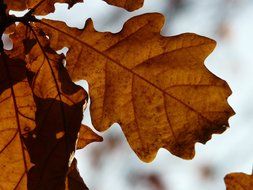 brown oak leaves close-up