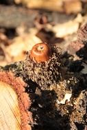 small plants on a tree