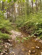small rocky stream in the forest