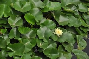 lotus white flower and green leaves