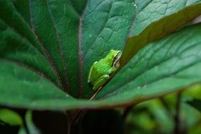 extraordinarily beautiful frog green