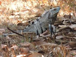 iguana on earth in nature