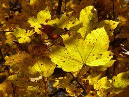 bright maple leaves in autumn day