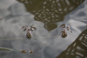 frogs in river water