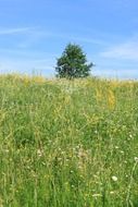 field of lovely flowers
