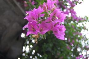 flowers above