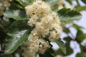 Green shrub with white flowers