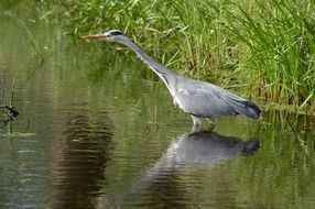 heron as a waterfowl