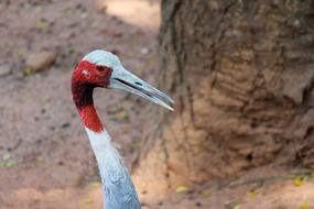 bird with bright feathers