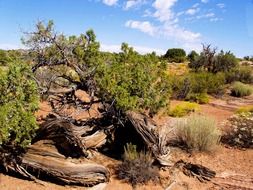 flora of the arches national park