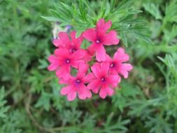 pink park flower