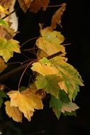 nature autumn leaves