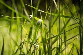 fresh green grass in the countryside