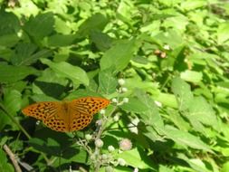 orange dotted butterfly on the green bush