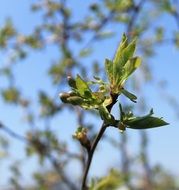 young green leaves on a branch close-up on blurred background