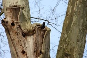 close-up photo of starling bird on a tree