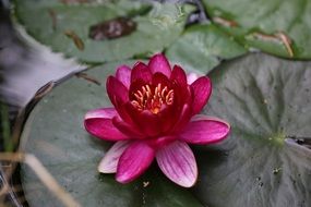 purple water lily