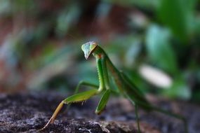 funny green mantis