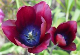 Close-up of the beautiful, dark red and blue tulip flowers