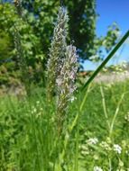 wild plants along the hedge