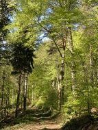 Spring forest at the sunlight