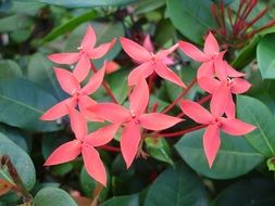 Red flowers in Mexico close-up