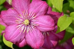 gorgeous clematis blossom