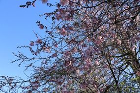 cherry trees in bloom in spring