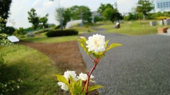 plant flower