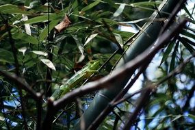 exotic chameleon on the tree branch