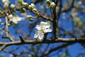 most beautiful white flower