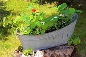 flowers planted in a large basin in the garden