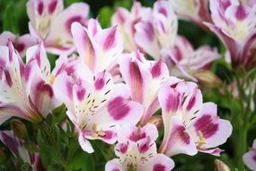 violet flowers bouquet