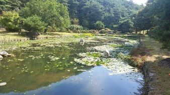 lake in the park in korea