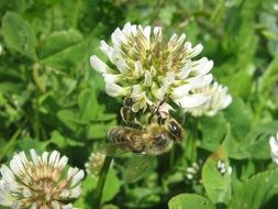 white flowers of summer clover