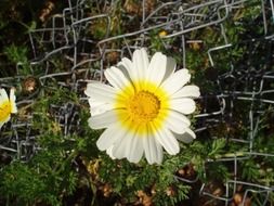 terrific marguerite daisies