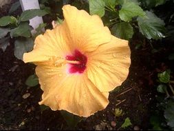Beautiful, wet, yellow and red hibiscus flower