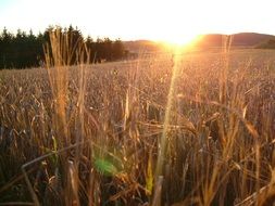 the rays of the rising sun in the field