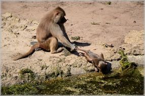 Cute, colorful and beautiful baboons in the zoo of Amsterdam, Netherlands