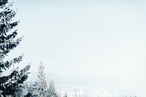 landscape snowy pine trees sky nature