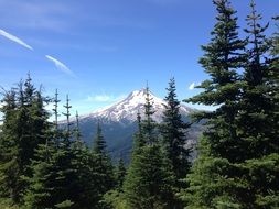 Beautiful landscape with high green trees in the forest and beautiful snowy mountains