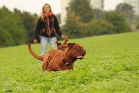 woman with a dog on a green field