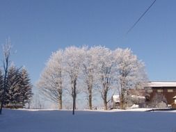 snow covered trees near the house