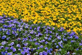 yellow purple violet flowers blooming field